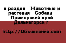  в раздел : Животные и растения » Собаки . Приморский край,Дальнегорск г.